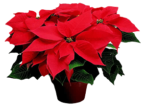 A red Poinsettia on a white background.