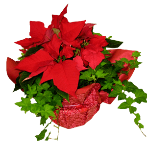 Ivysettia plant for the holidays