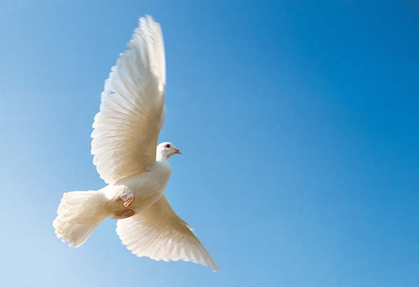 On Giving Tuesday, a white dove gracefully soars through the tranquil expanse of a blue sky.