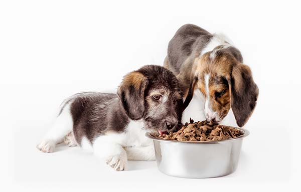 Two dogs eating from a silver bowl on a white background.