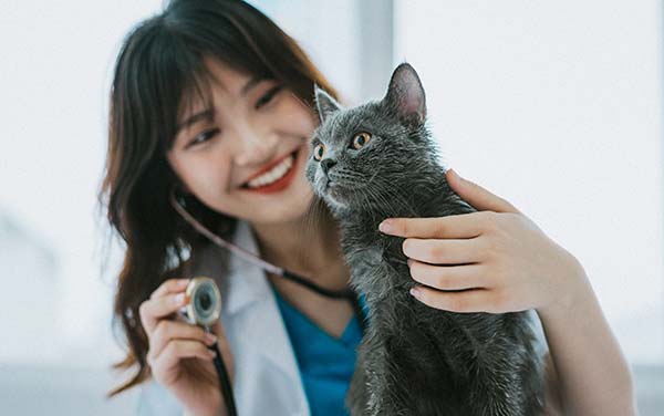 A woman is giving a grey cat a check-up with a stethoscope on Tuesday.